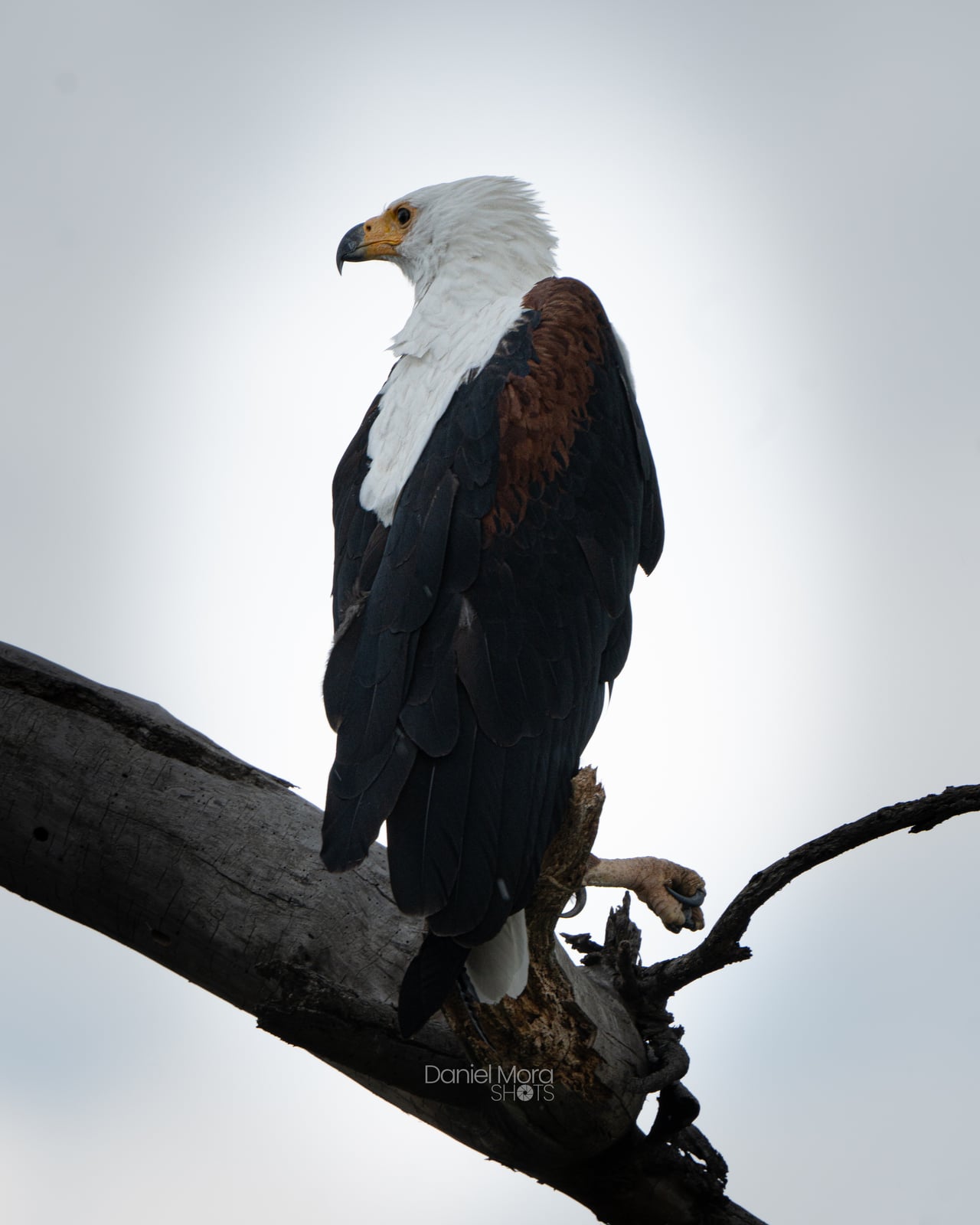 African Eagle – photo 2