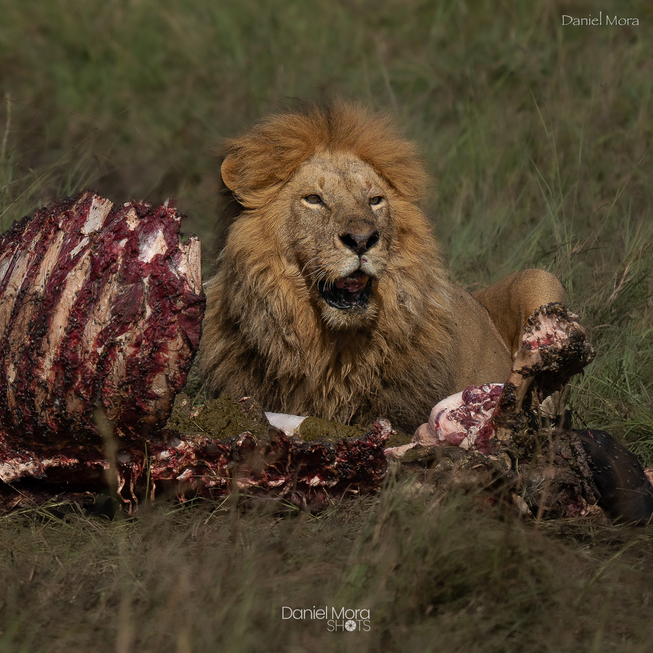 African Lion – photo 4