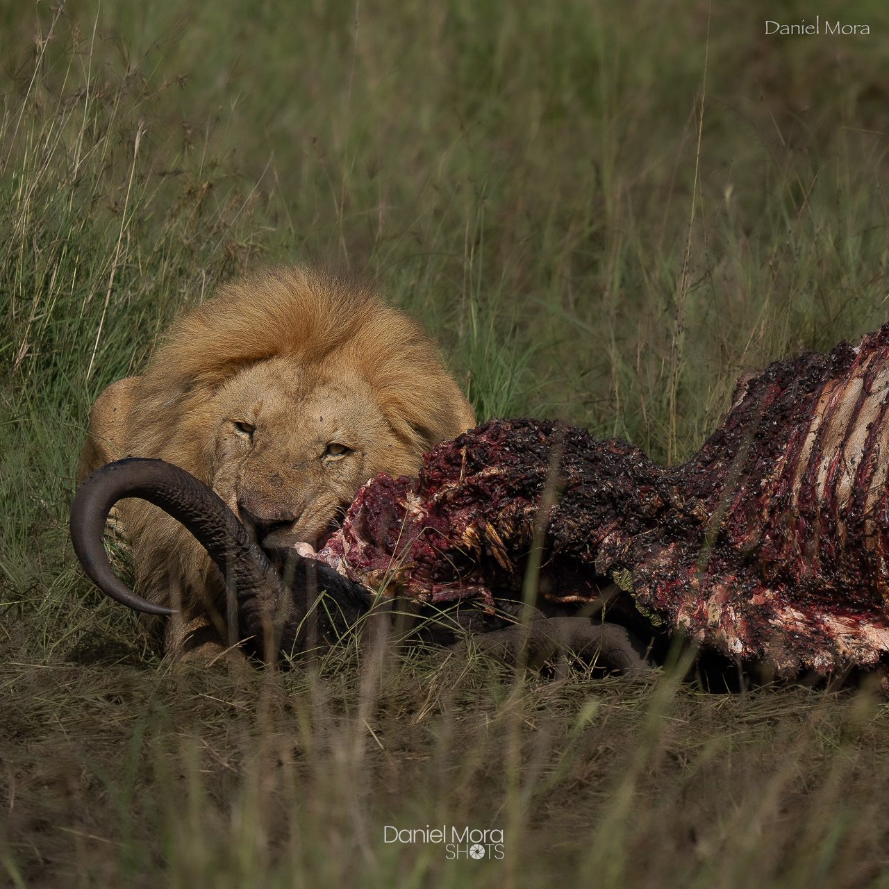 African Lion – photo 3