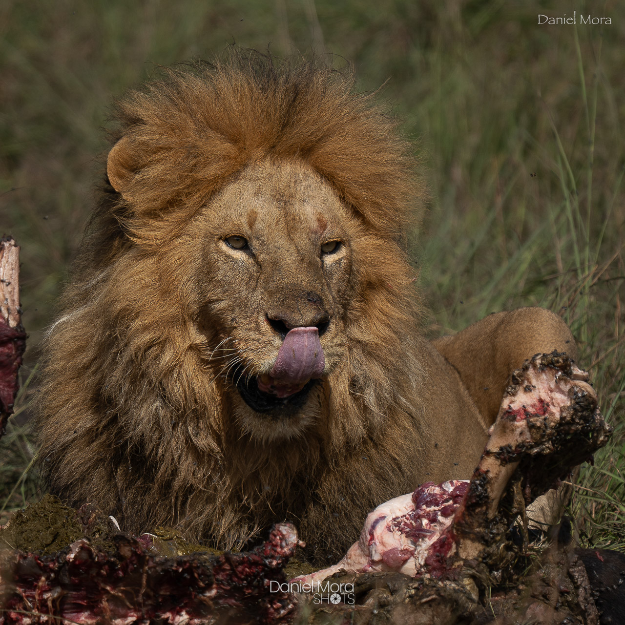 African Lion – photo 5