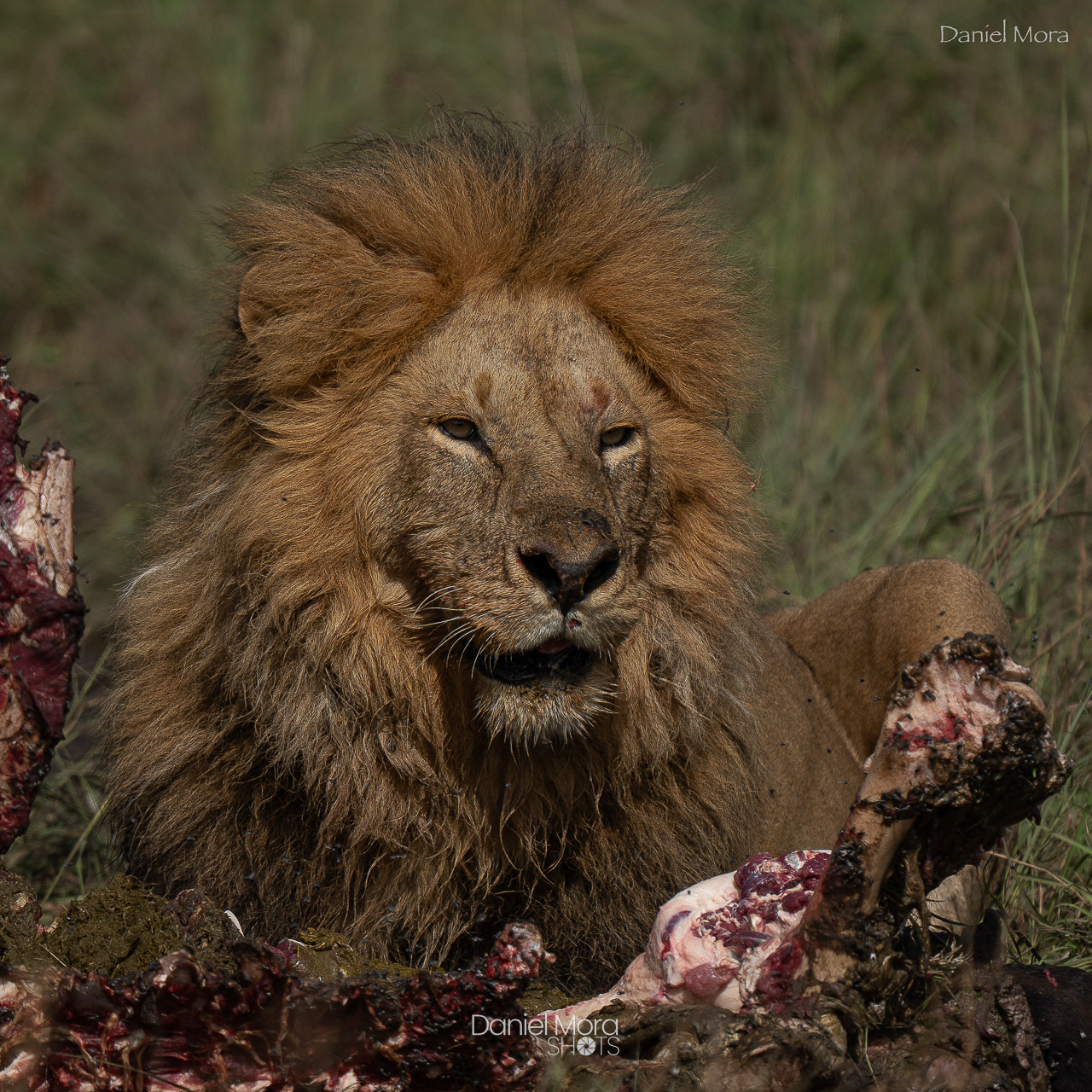 African Lion – photo 6