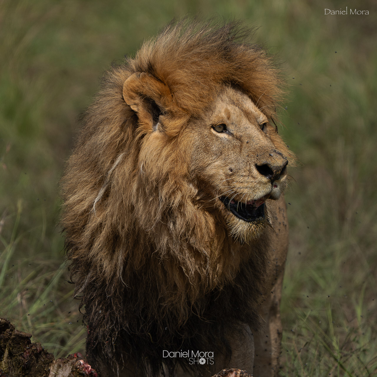 African Lion - Two African lions in the Masai Mara feeding on a buffalo, a powerful and raw wil