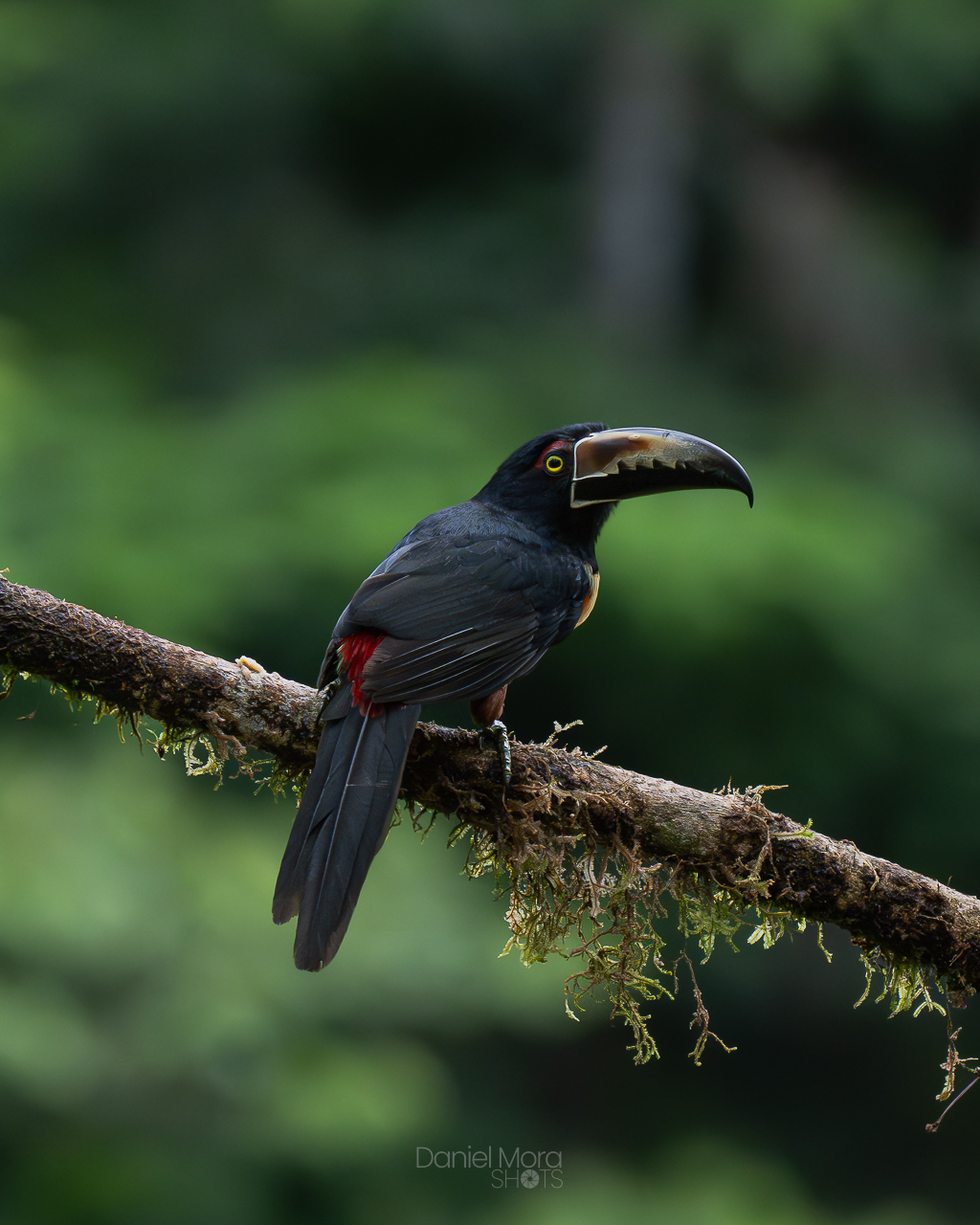 Collared Aracari – photo 4