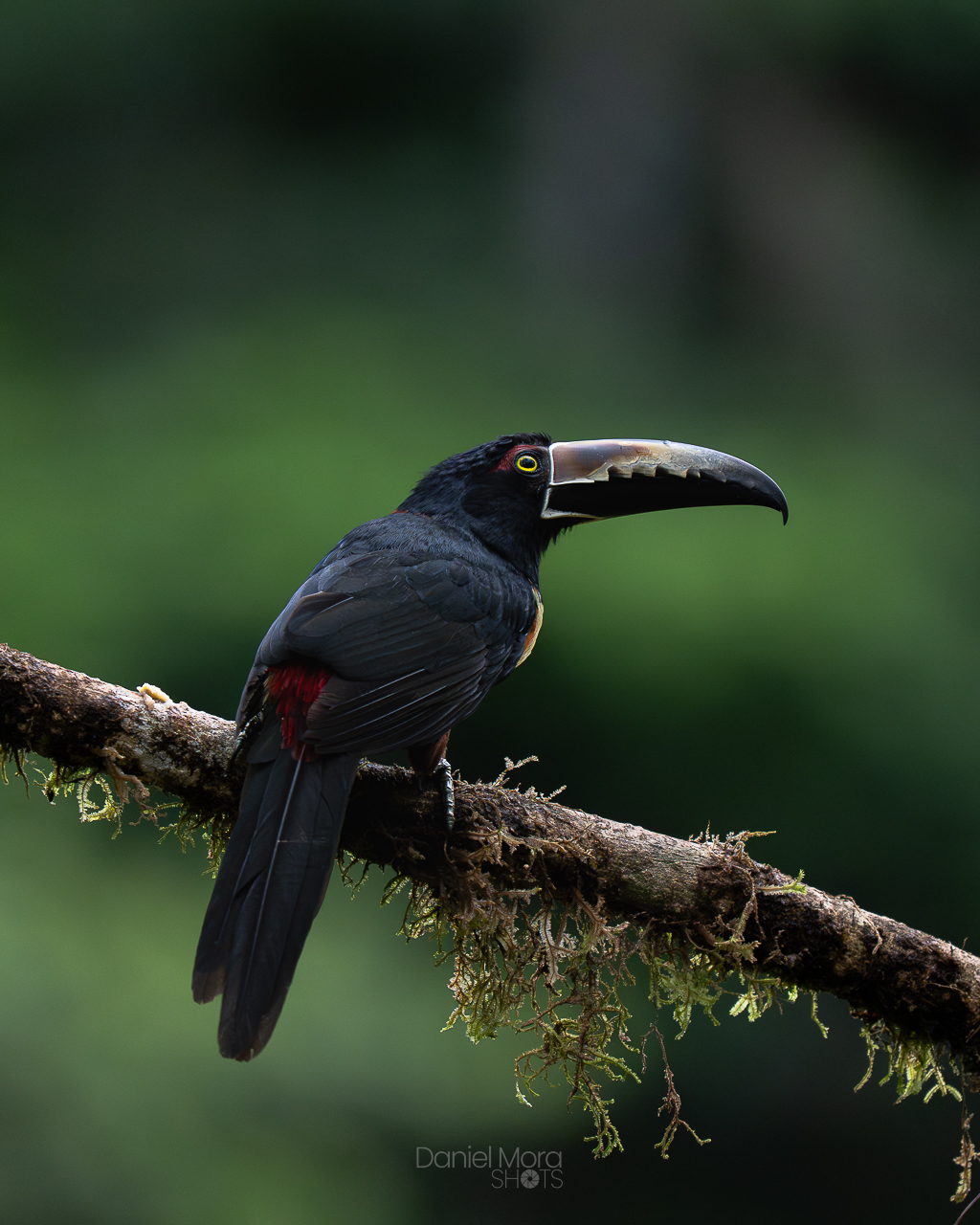 Collared Aracari – photo 5
