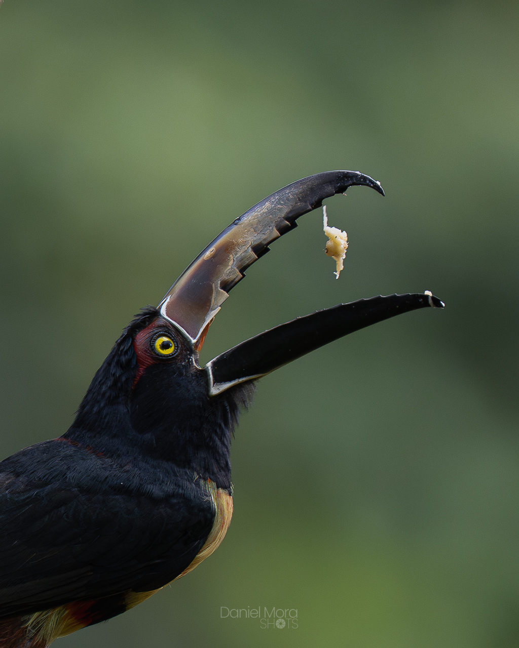 Collared Aracari - A Collared Aracari perched in the tropical canopy, showing the bright yellow und