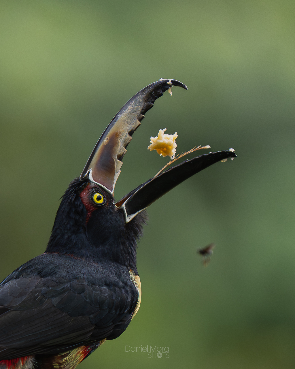 Collared Aracari – photo 2