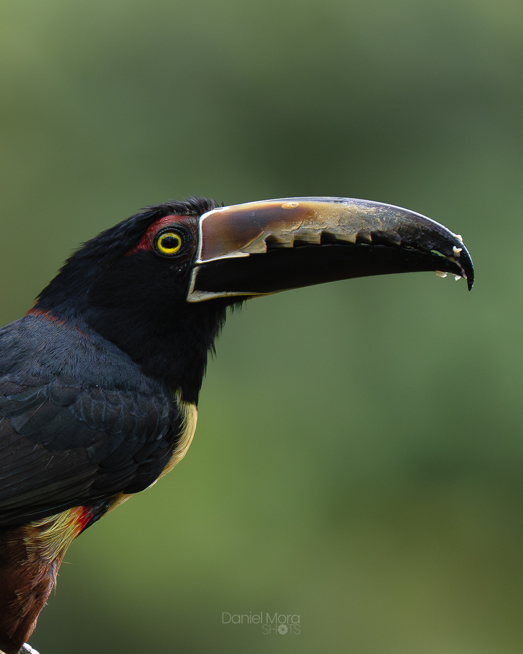 Collared Aracari – photo 3