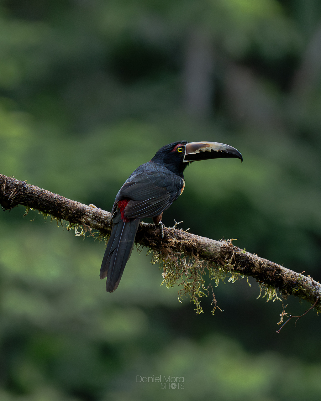 Collared Aracari – photo 6