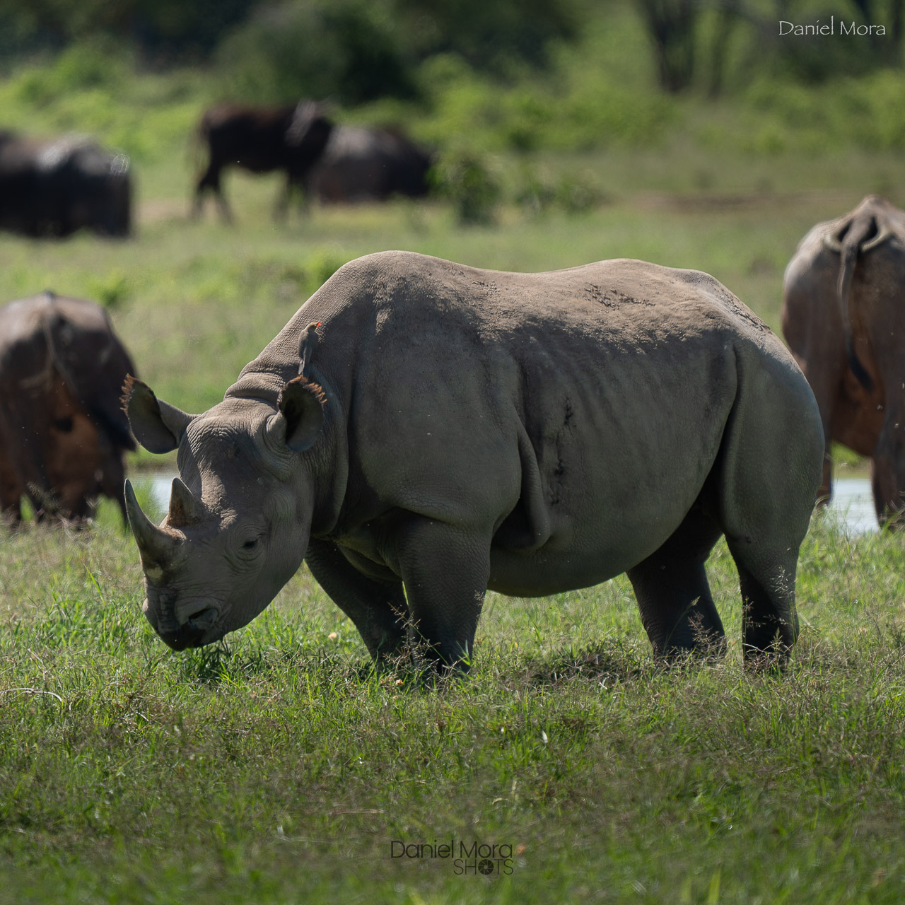 Black Rhino – photo 3
