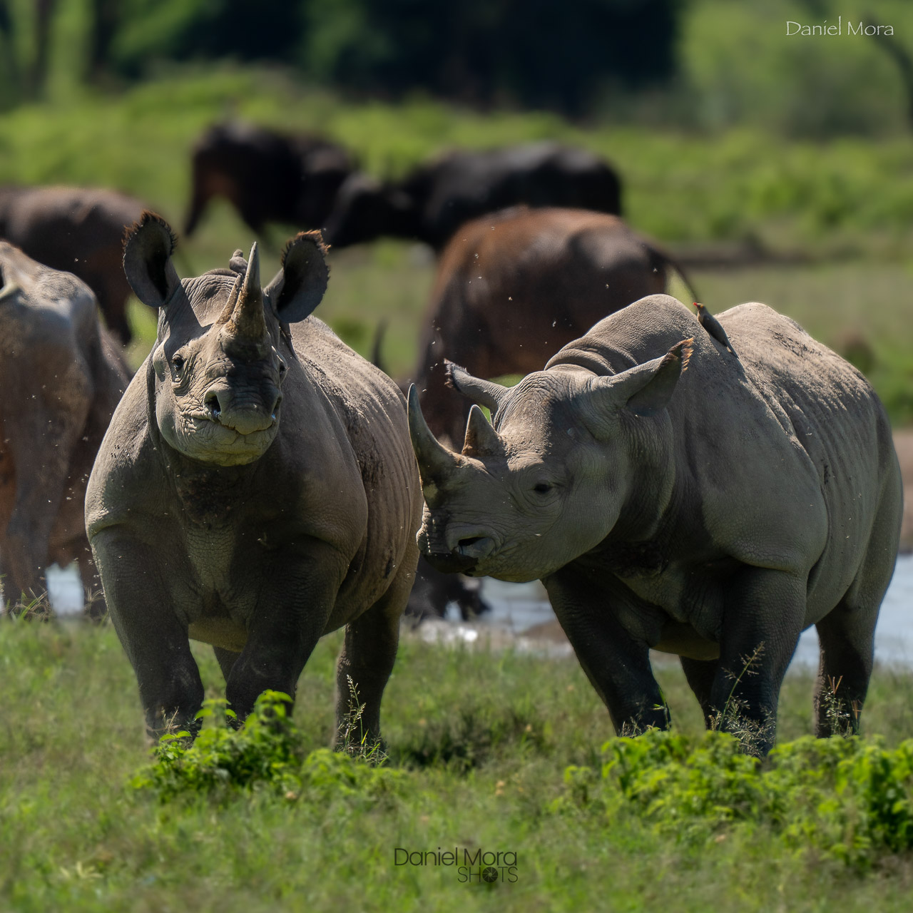 Black Rhino - A black rhino moves through the grasslands near Lake Nakuru, an unforgettable en