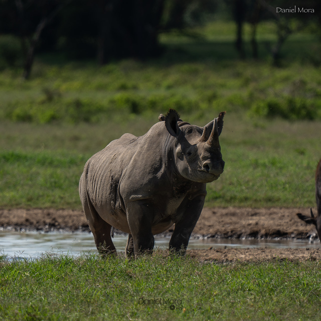 Black Rhino – photo 4