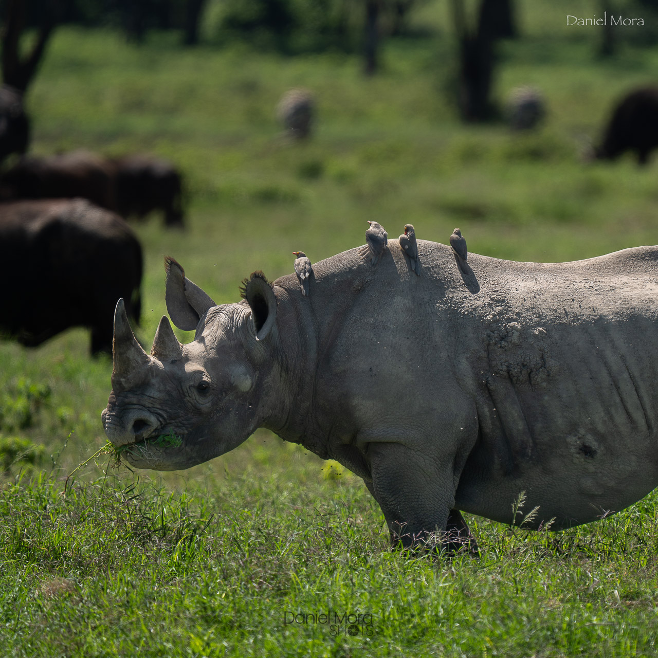 Black Rhino – photo 2