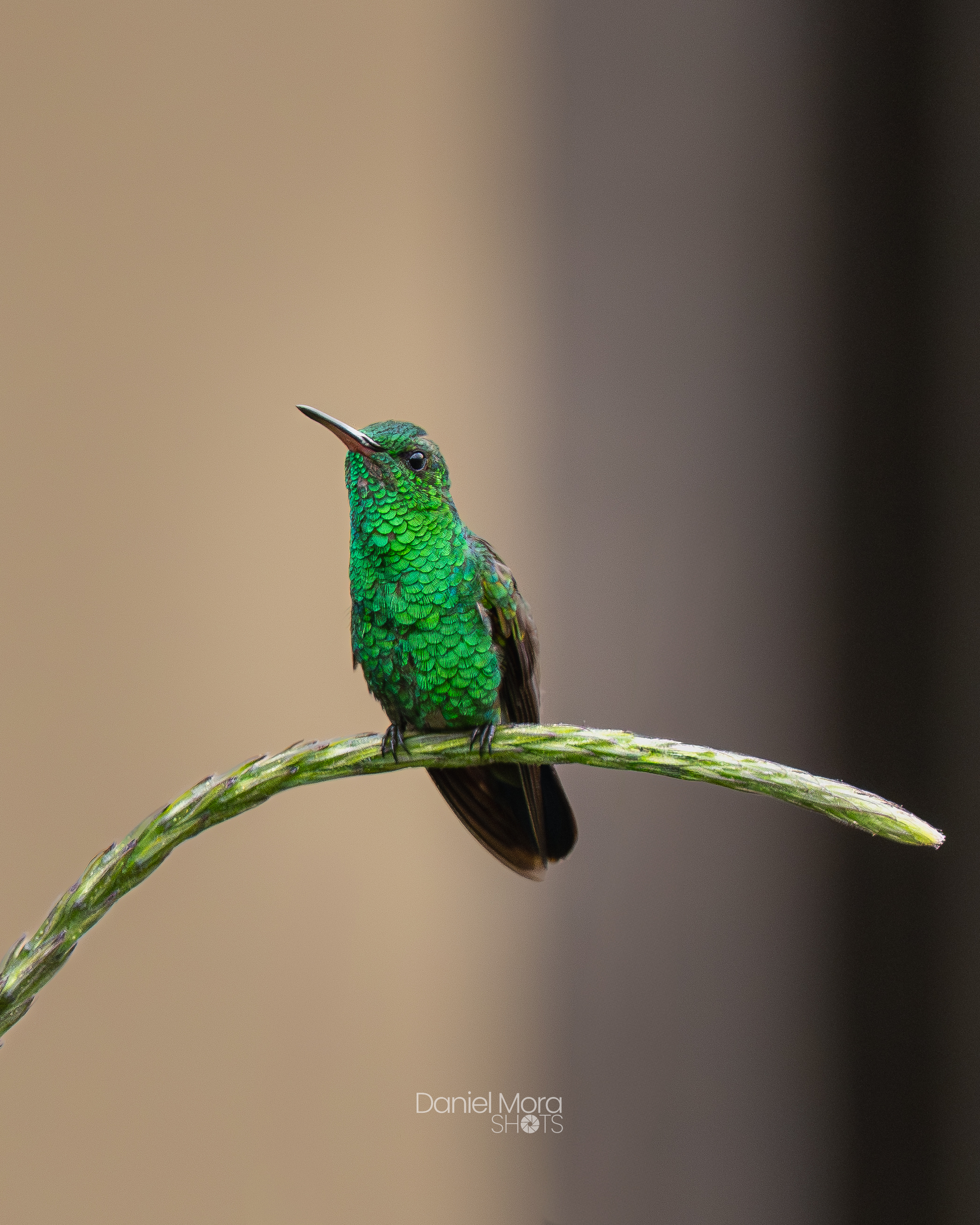 Blue-vented Hummingbird – photo 2