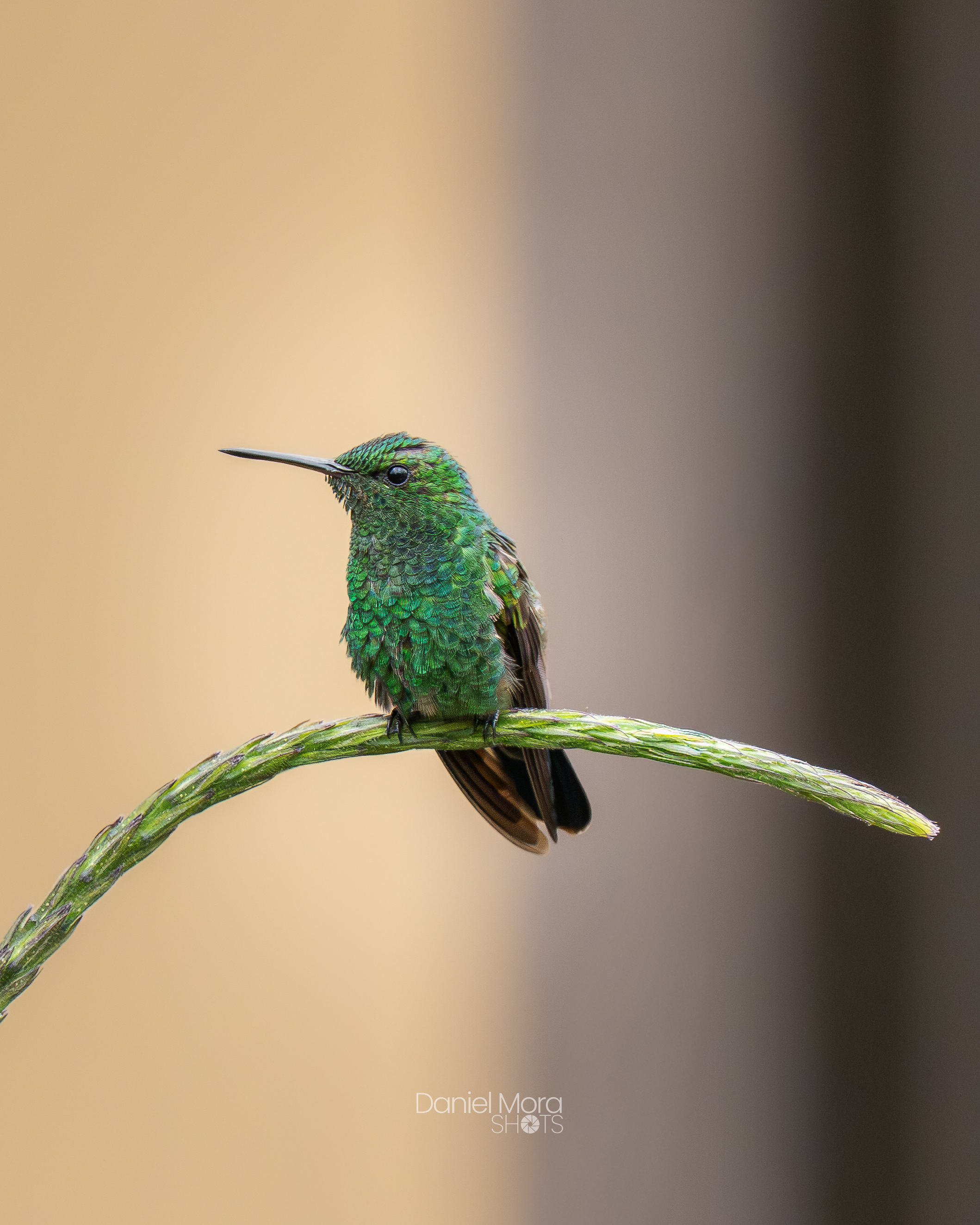 Blue-vented Hummingbird – photo 3