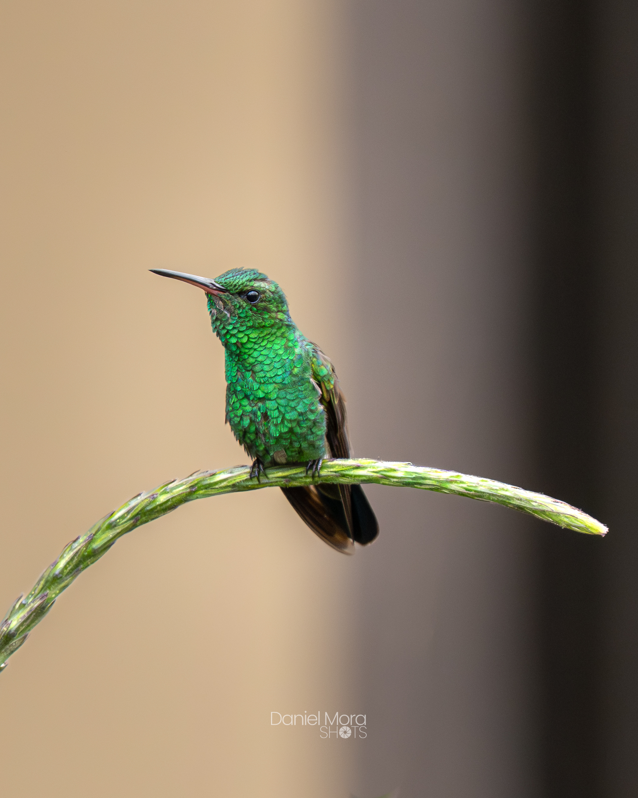 Blue-vented Hummingbird - This Blue-vented Hummingbird was photographed in Costa Rica, where its iridescen
