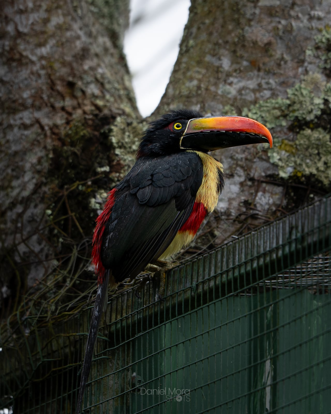 Fiery-billed Toucan - This Fiery-billed Toucan was captured in Heredia, Costa Rica, showcasing the vib
