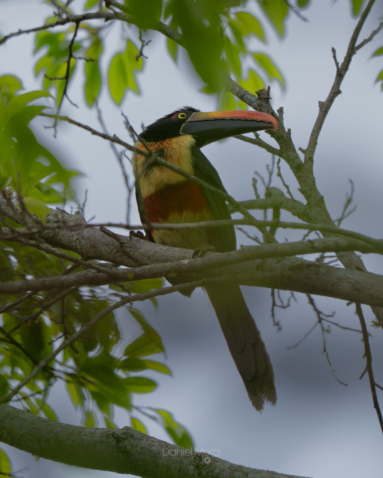 Fiery-billed Toucan – photo 2