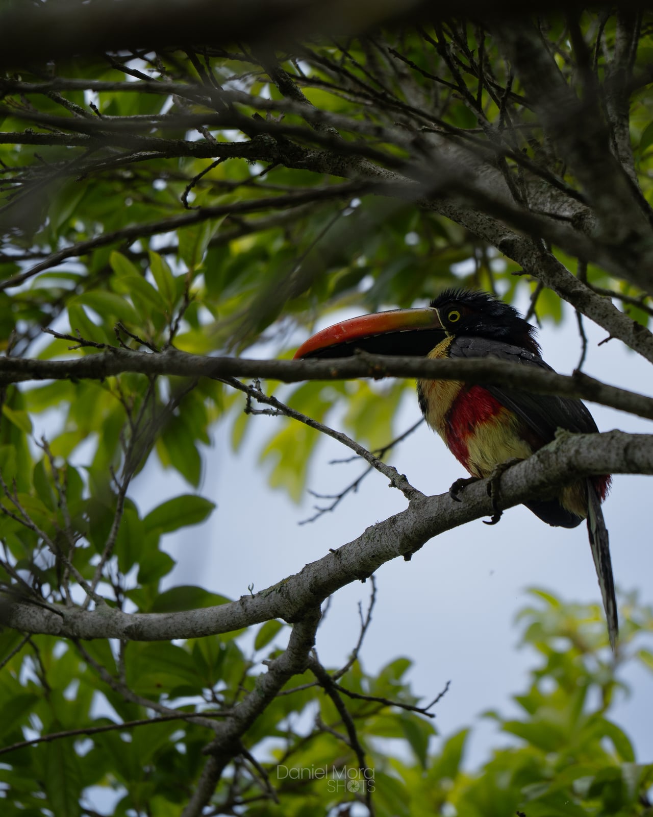 Fiery-billed Toucan – photo 3