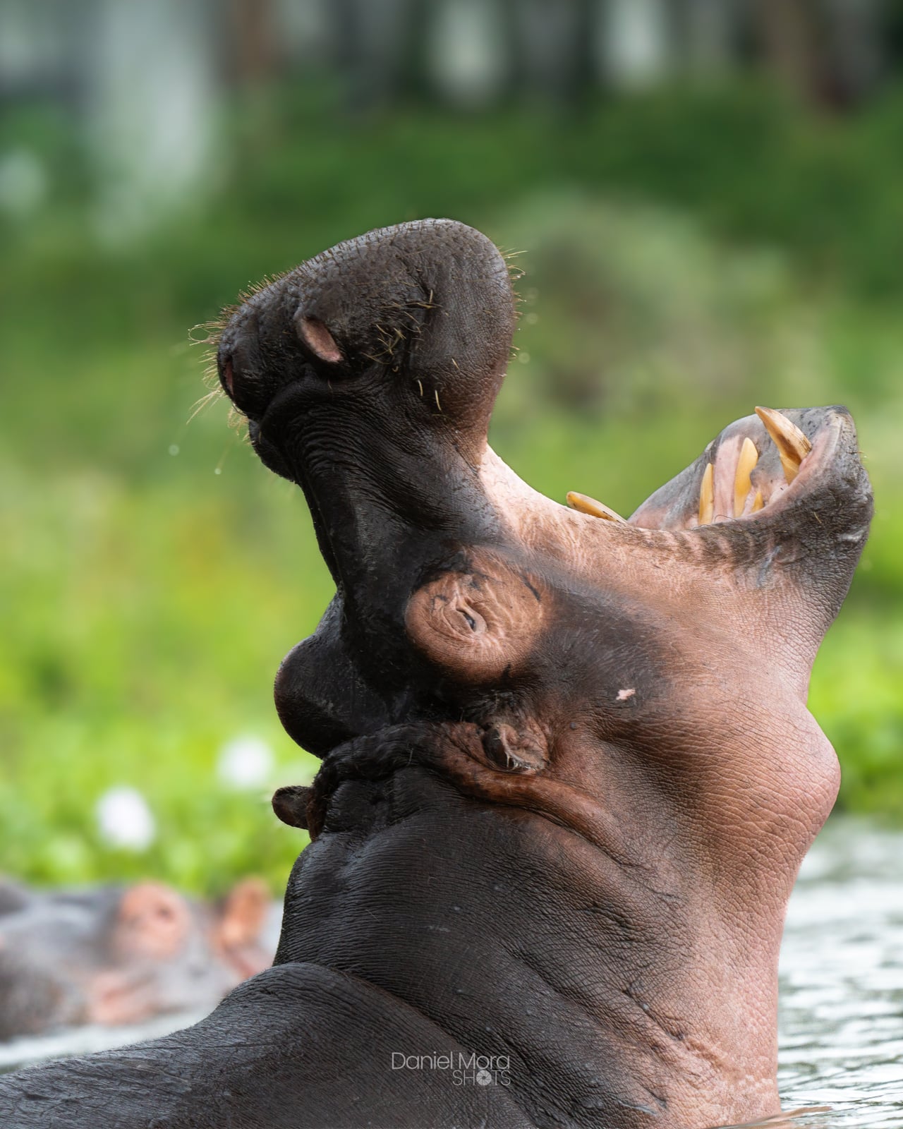 African Hippopotamus – photo 2