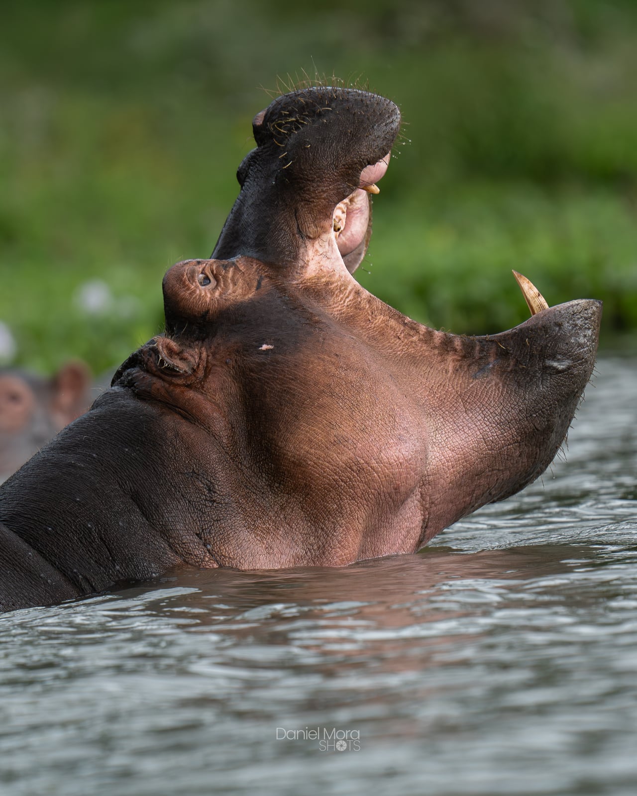 African Hippopotamus - This African Hippopotamus was captured in Kenya in Naivasha Lake, emerging from