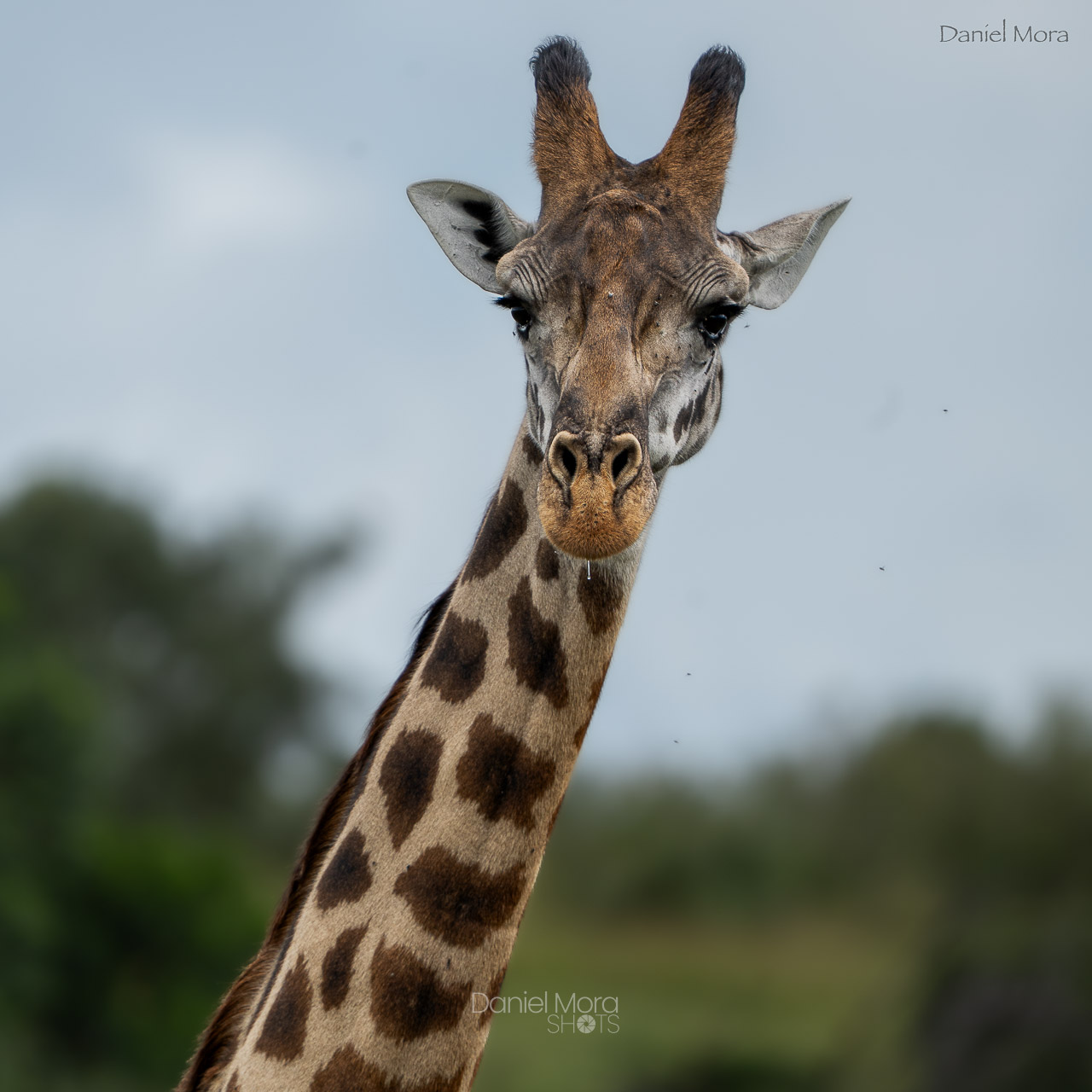 African Giraffe - An African giraffe stands tall above the golden grasslands, scanning the horizon
