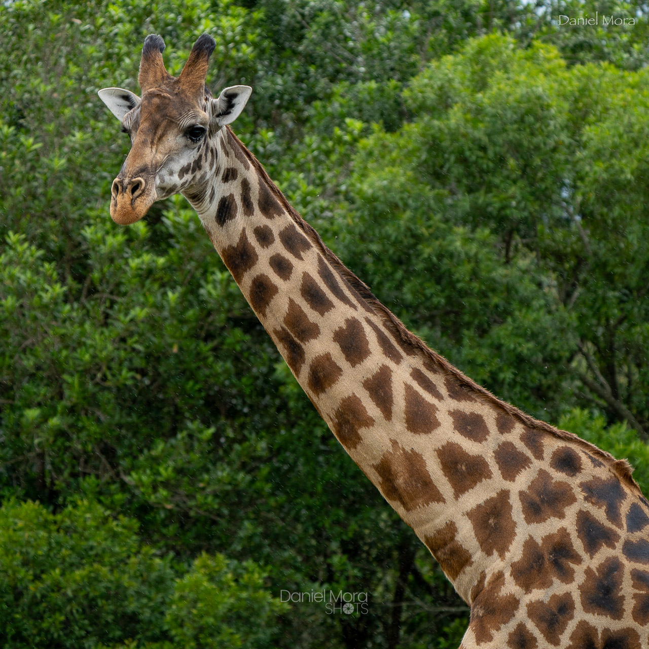 African Giraffe – photo 3