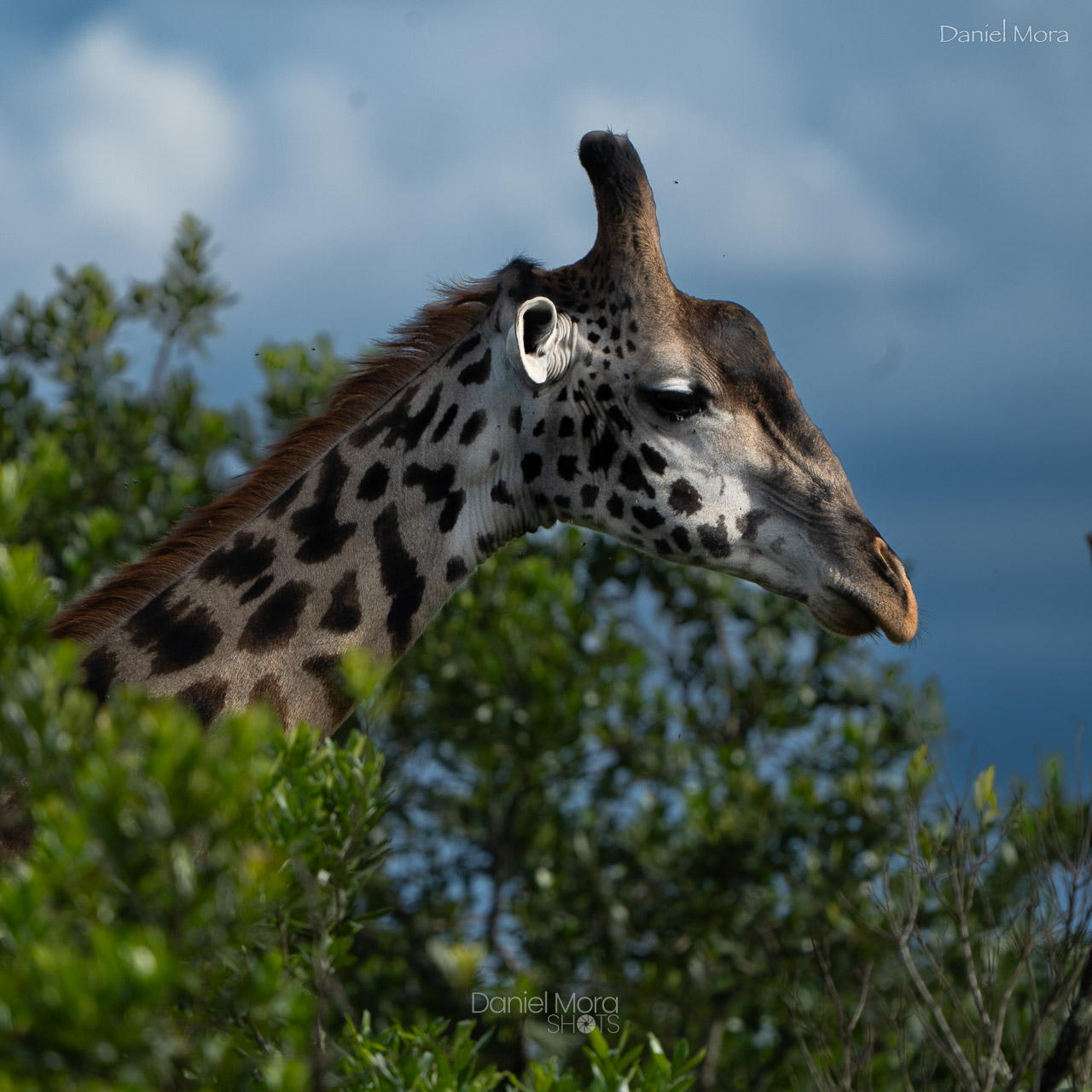 African Giraffe – photo 2