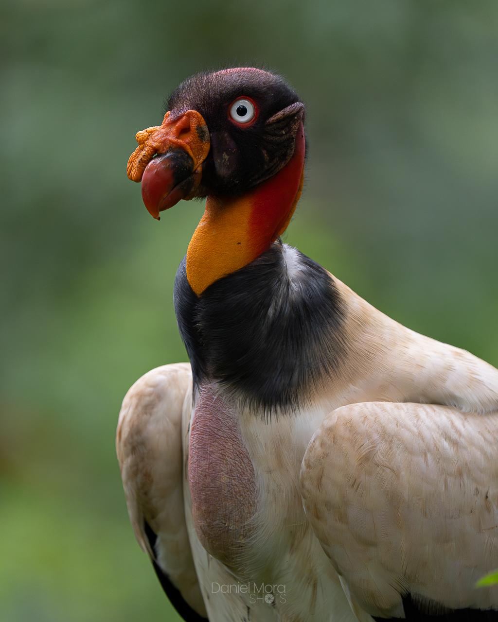 King Vulture – photo 3