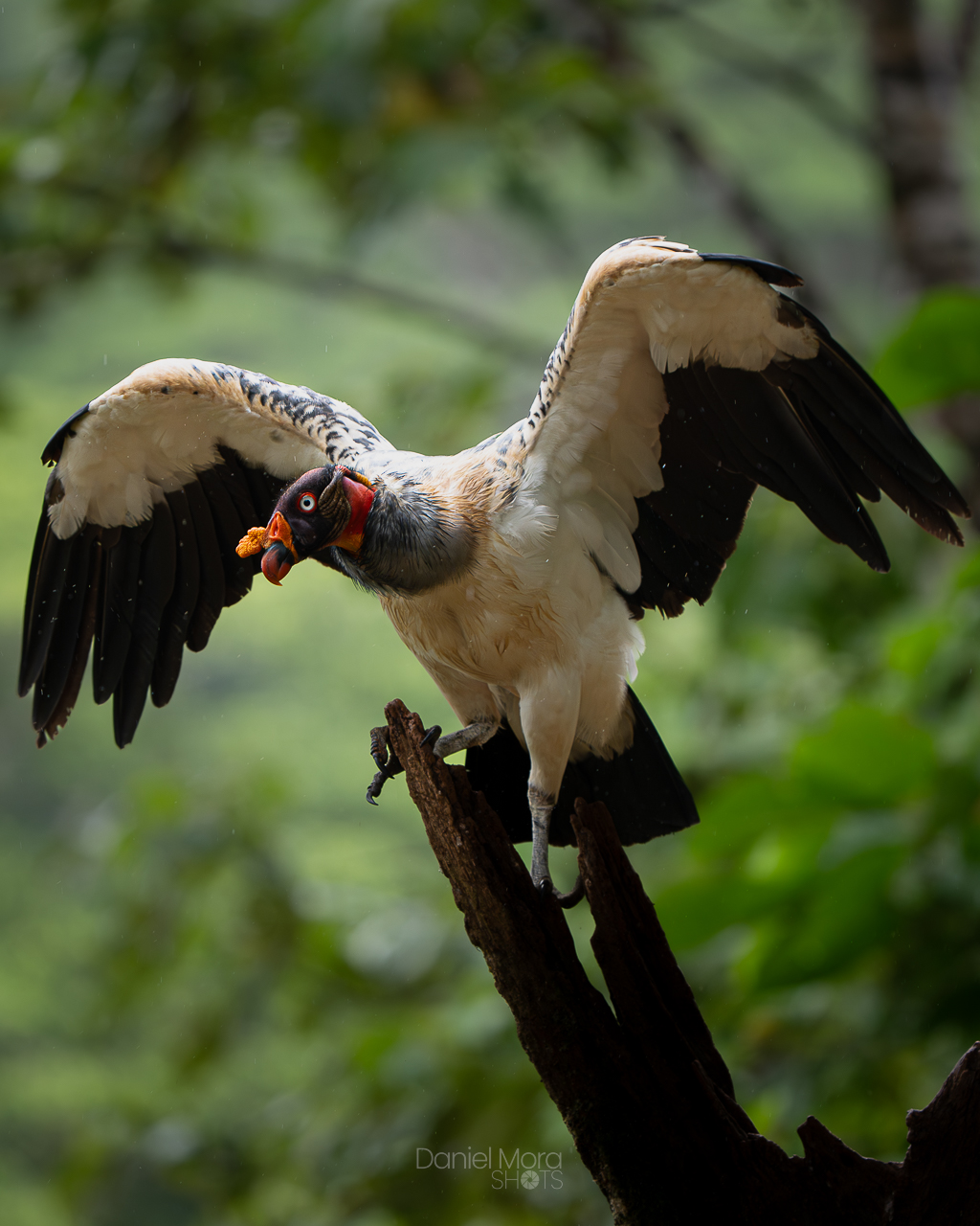 King Vulture – photo 12