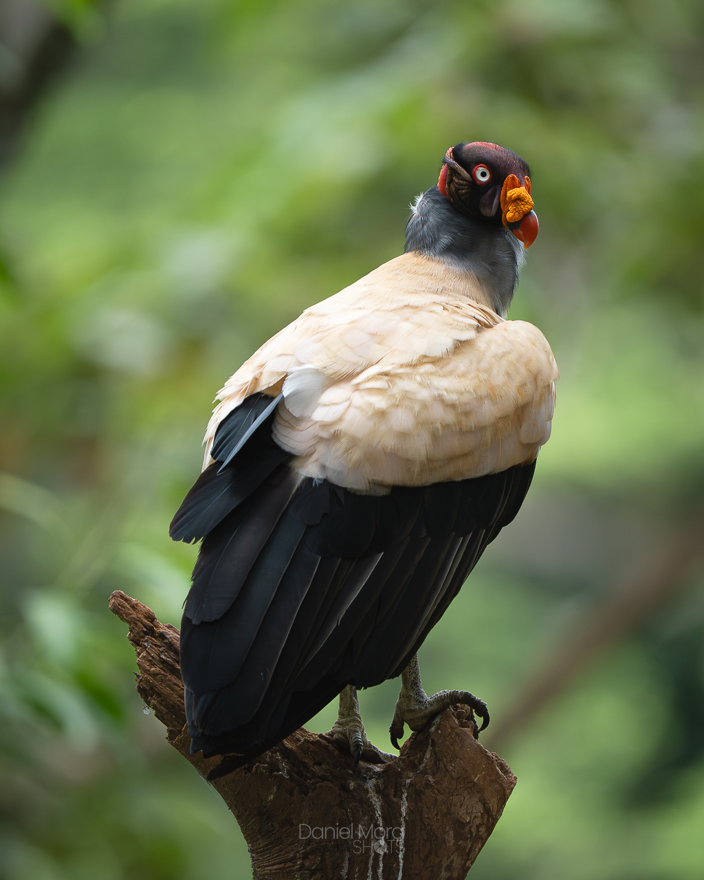 King Vulture – photo 5