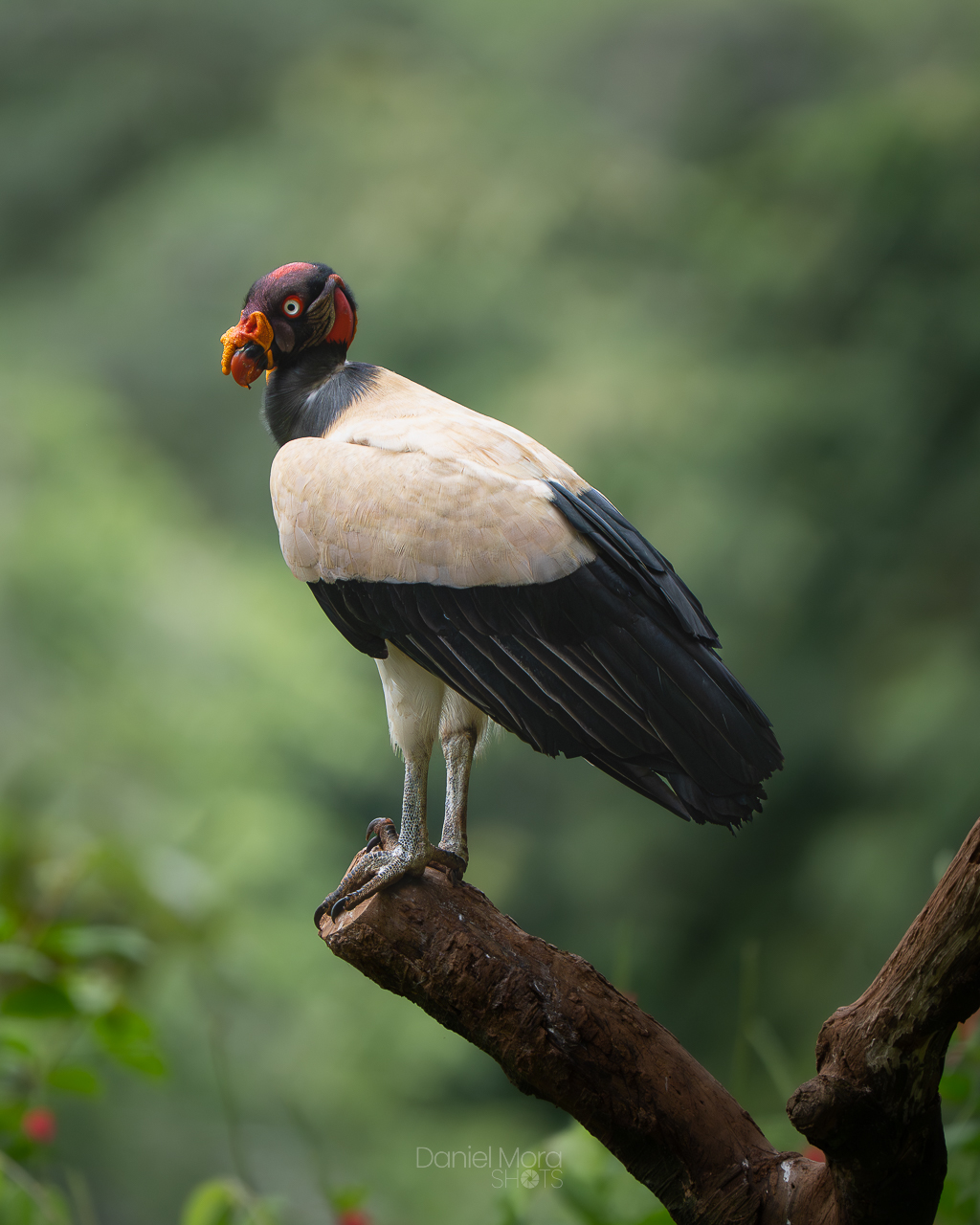 King Vulture – photo 6