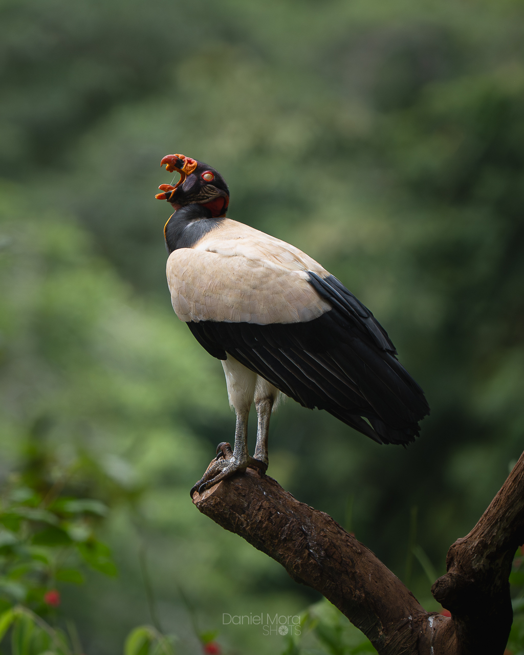 King Vulture – photo 7