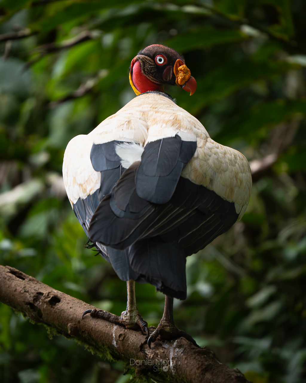 King Vulture – photo 8
