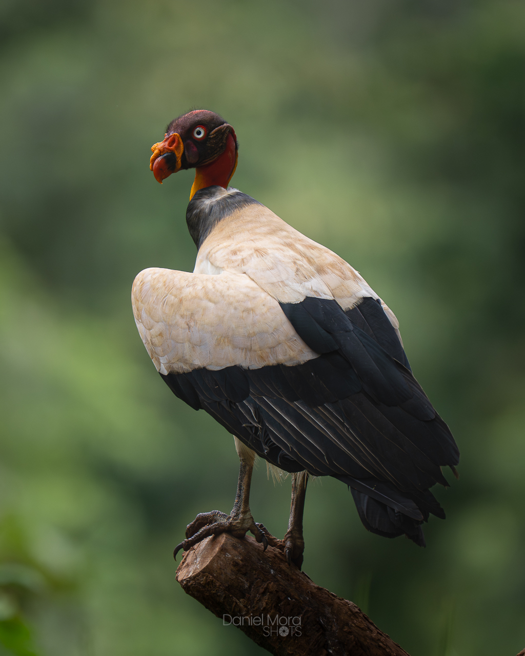 King Vulture – photo 9