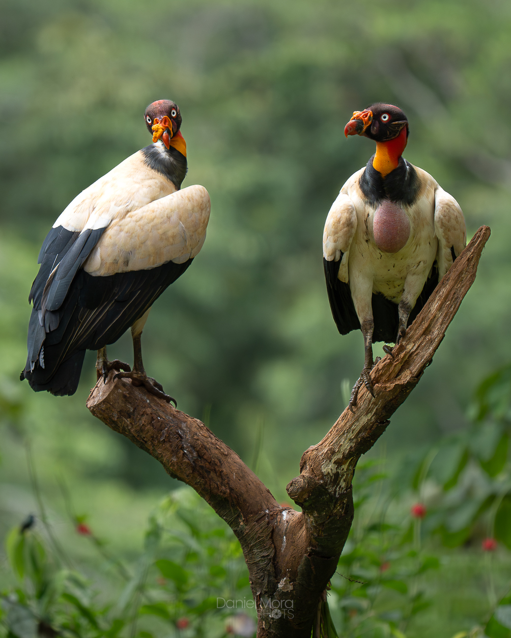 King Vulture – photo 11