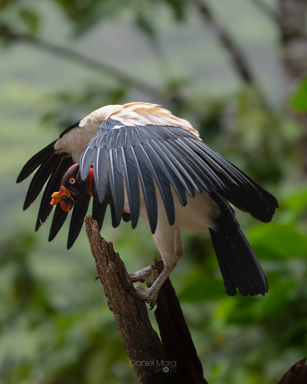 King Vulture – photo 2