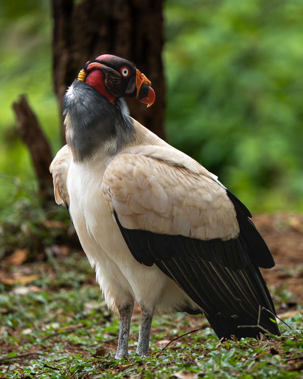 King Vulture – photo 4