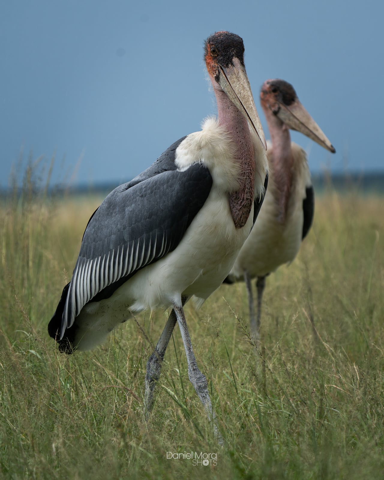 Marabou Stork – photo 2