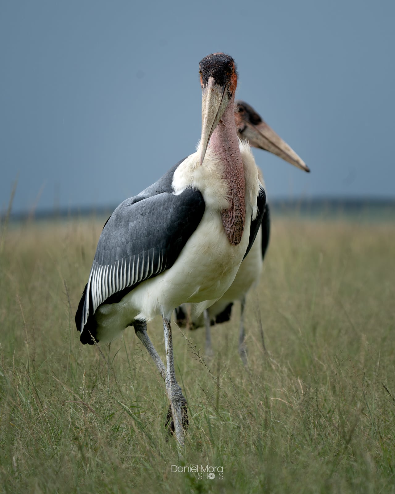 Marabou Stork – photo 3