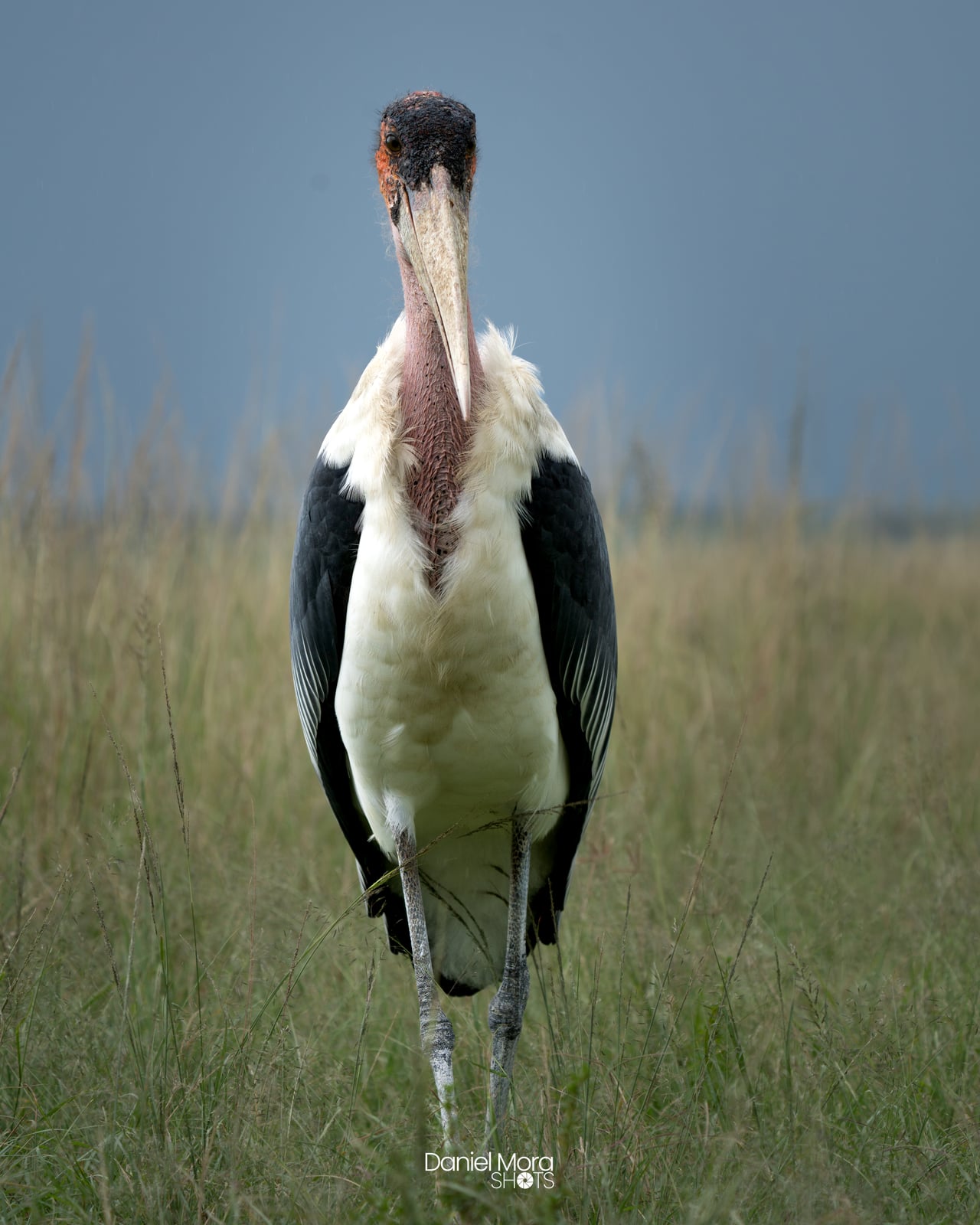 Marabou Stork - This Marabou Stork was photographed in Kenya, standing tall in the wetlands near