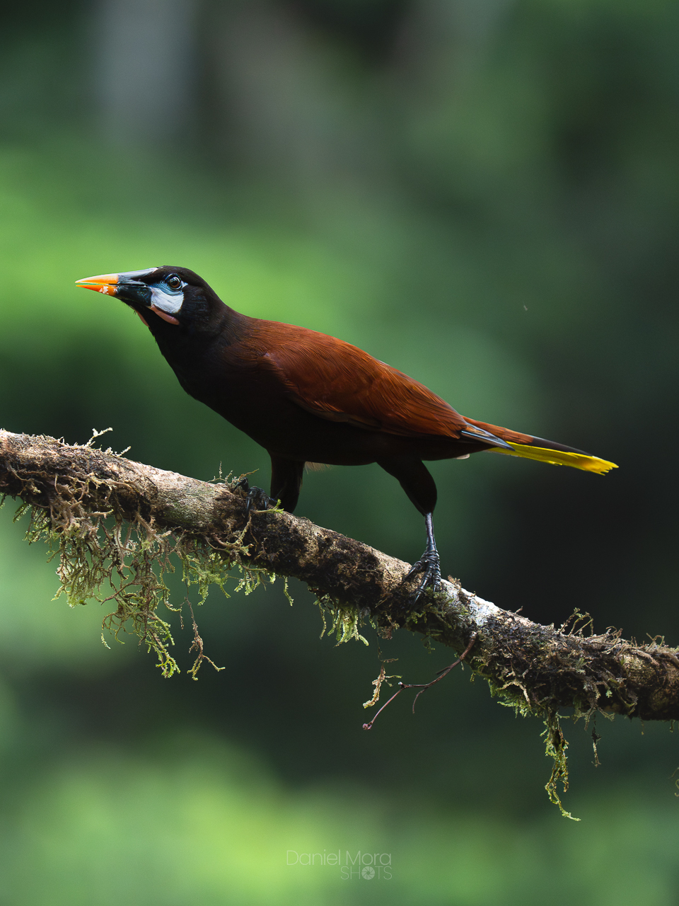 Montezuma Oropendola - This Montezuma Oropendola was photographed in Sarapiquí, Costa Rica, weaving thr