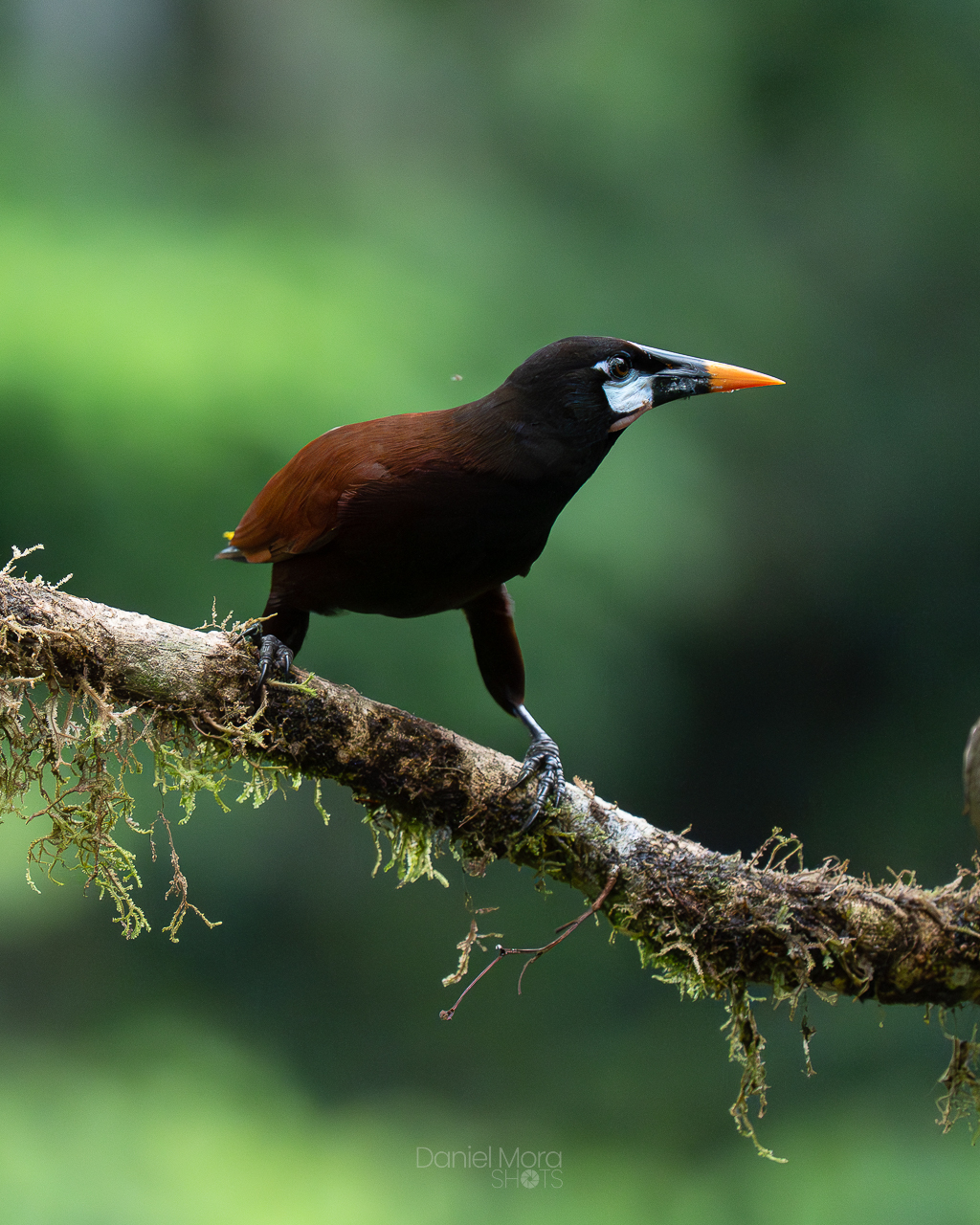 Montezuma Oropendola – photo 3