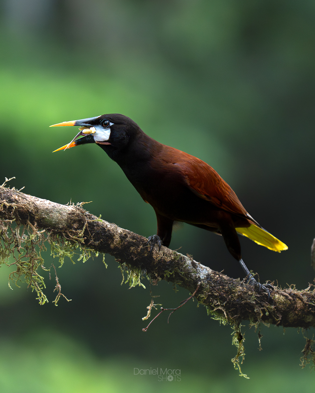 Montezuma Oropendola – photo 4