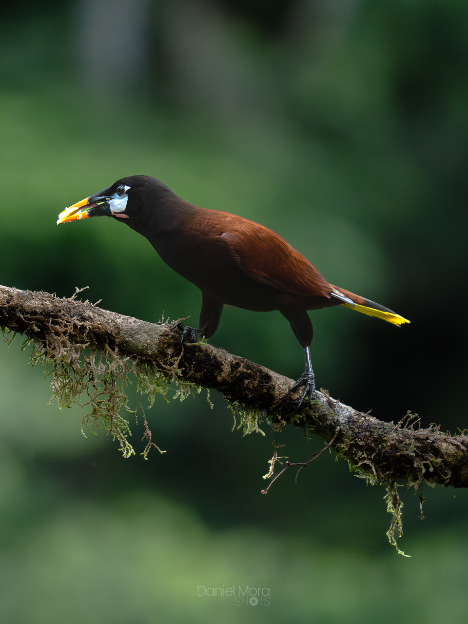 Montezuma Oropendola – photo 2