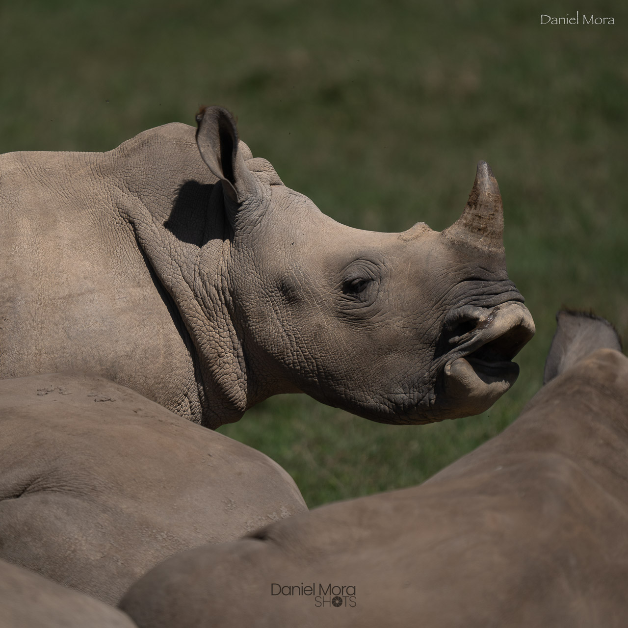 White Rhino - A white rhino grazing peacefully in Nakuru, a powerful reminder of East Africa's