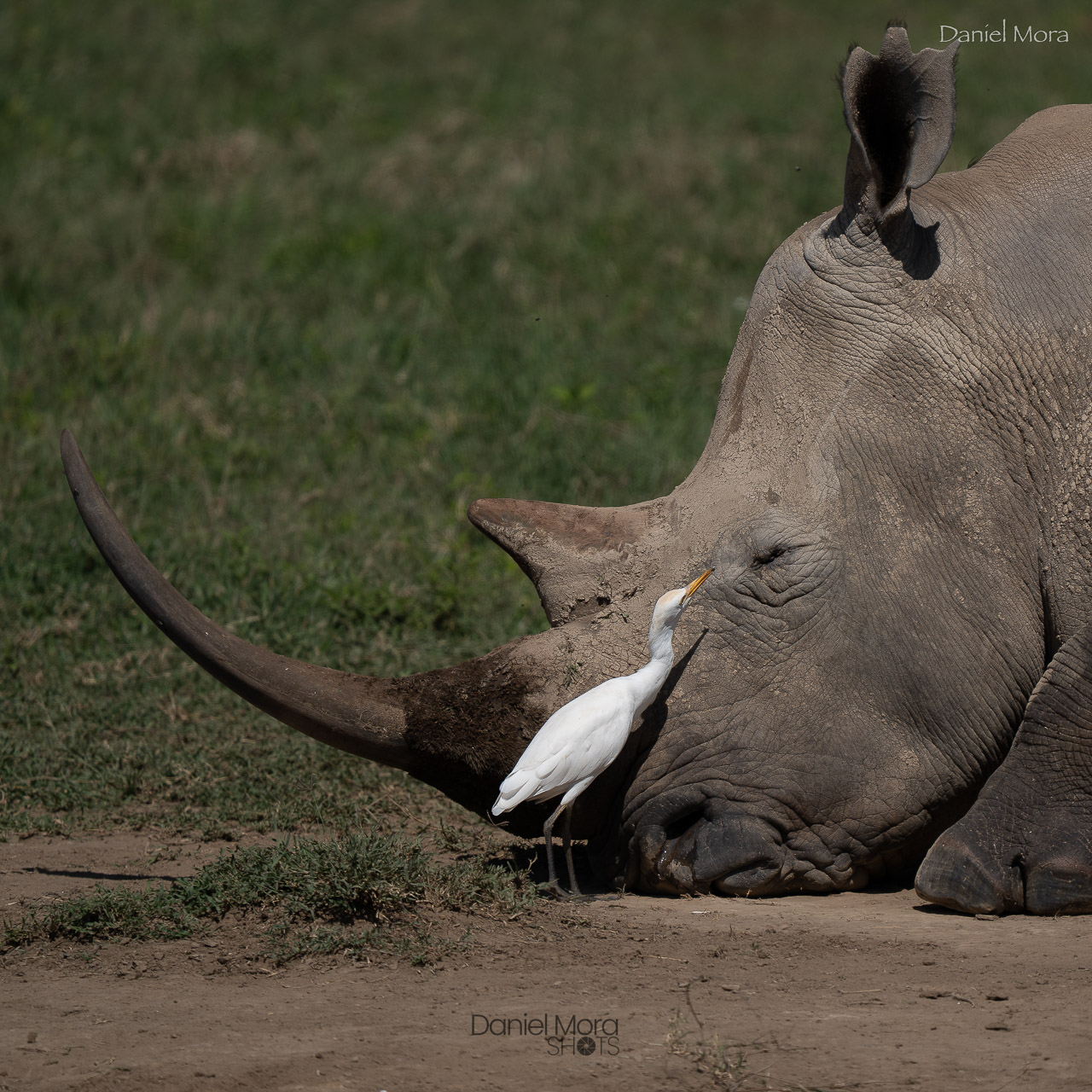 White Rhino – photo 3