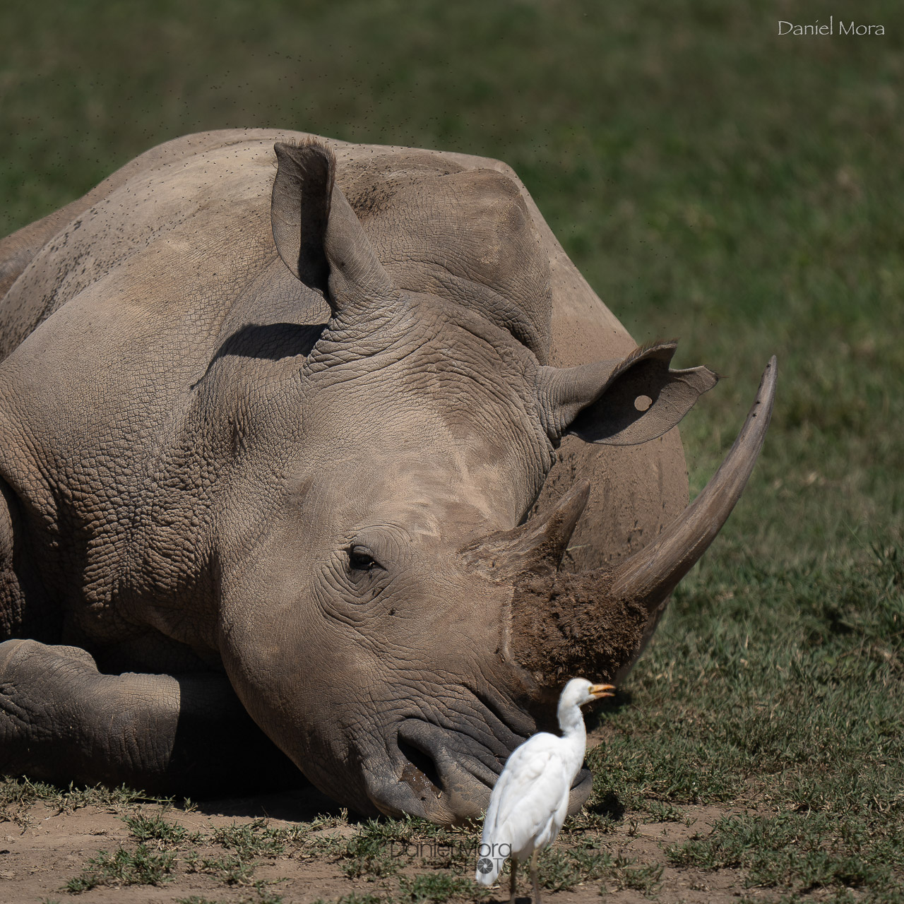 White Rhino – photo 4