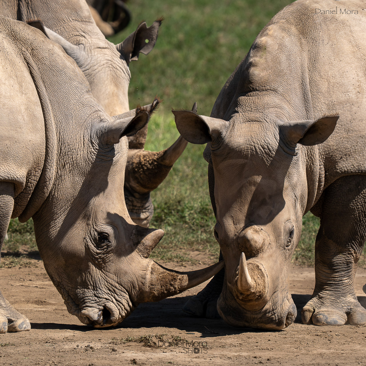 White Rhino – photo 2