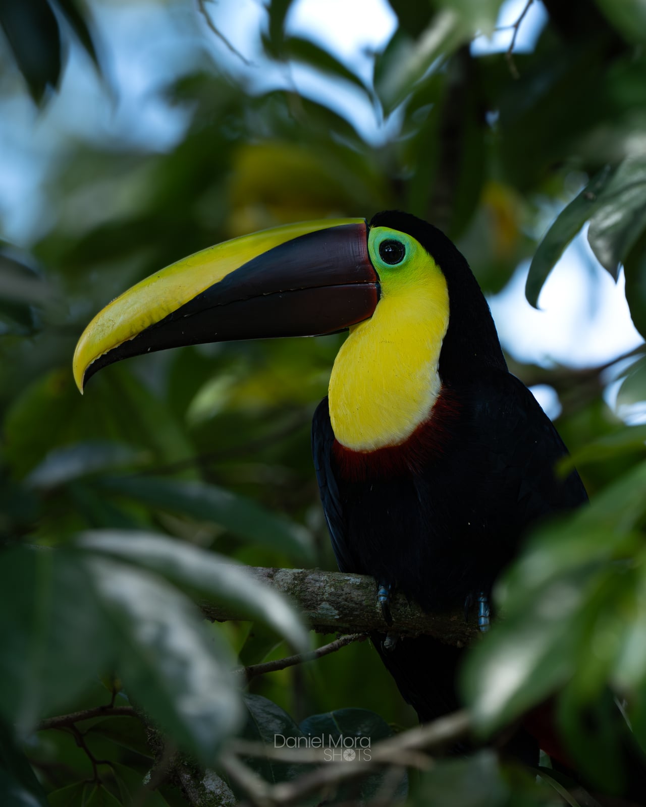Yellow-Throated Toucan – photo 3