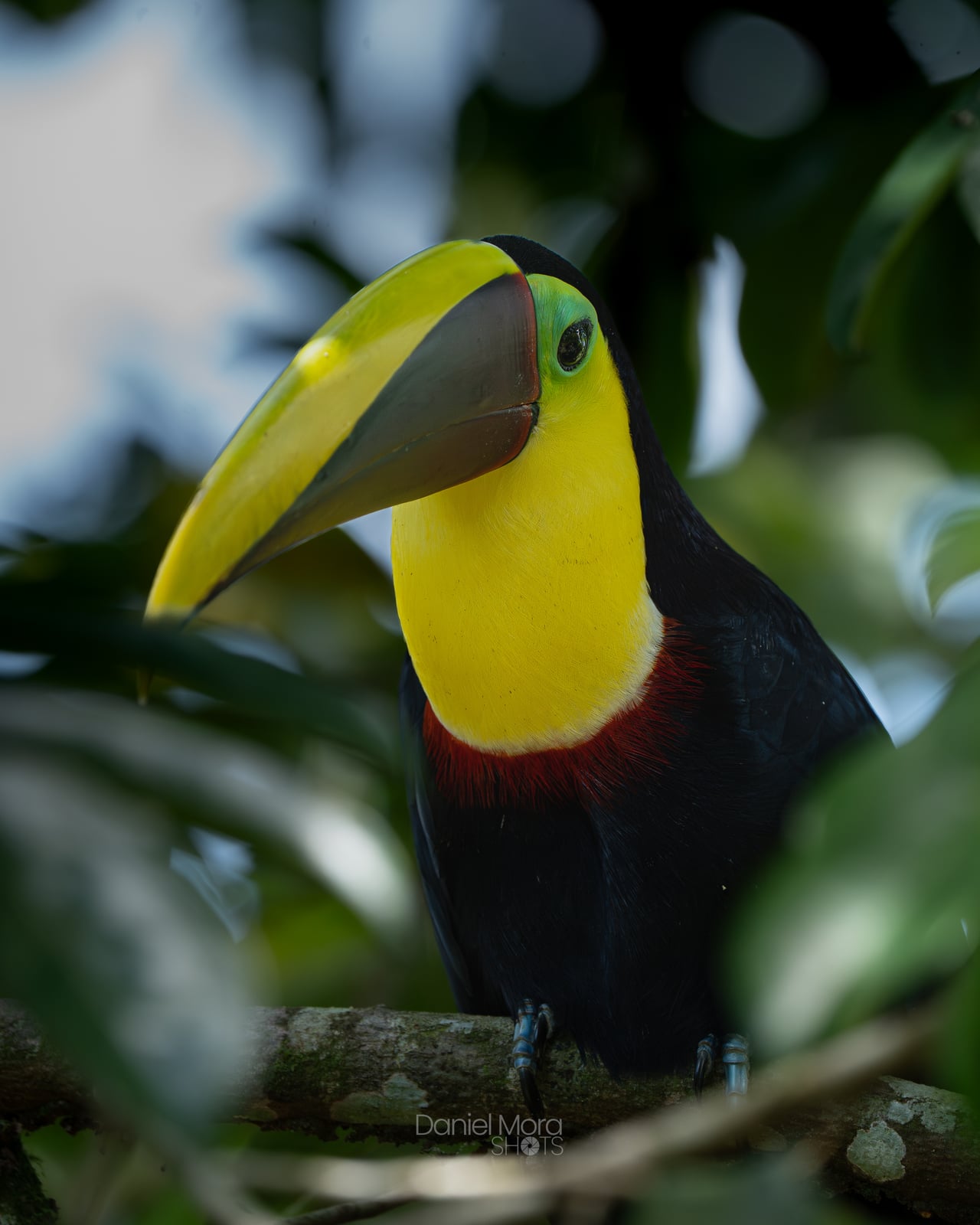 Yellow-Throated Toucan – photo 4